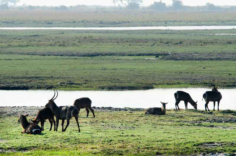 09 - Botswana - antilopes Acuaticos - parque nacional de Chobe